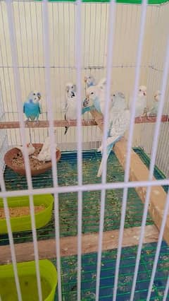 ßudgies parrots 4 pairs + 1 chick + cage