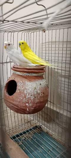 Australian parrots pair with cage