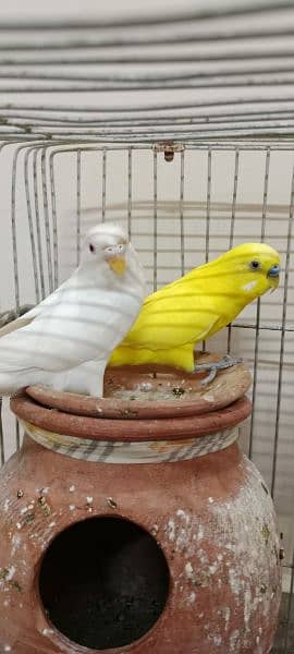 Australian parrots pair with cage 1