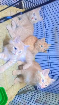 pure Persian kitten urgent sale