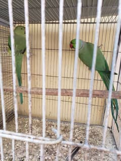 Green Ringneck Pair