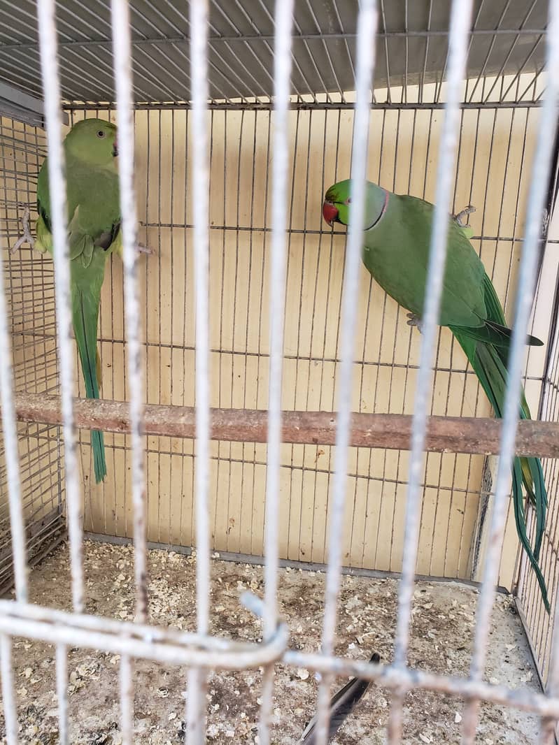 Green Ringneck Pair 0