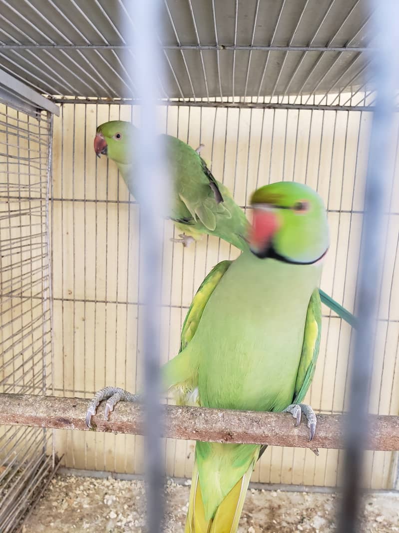 Green Ringneck Pair 2