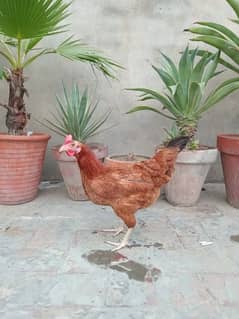 Desi Hens