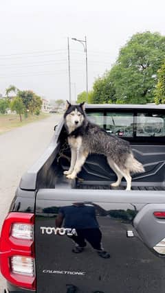 MALE Siberian Husky