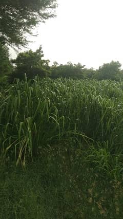 baymisal sweet ghass or green fodder for sale