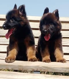 German shepherd puppies Long coat pair havey buon for sale