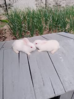 White rabbits with red eyes