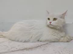 White female Persian cat pair , odd eyes 03245944171