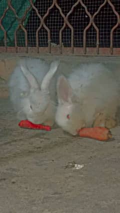 red eye angora  rabbit