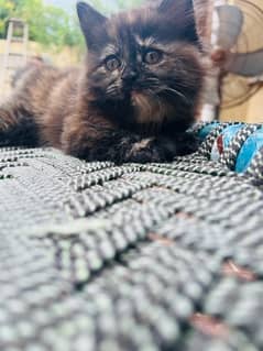 Persian female Kitten for sale