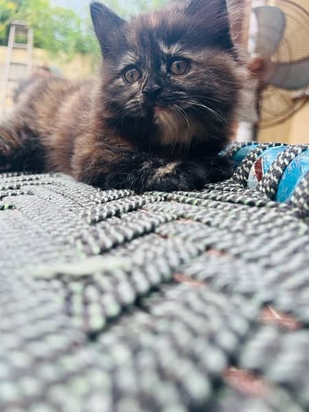 Persian female Kitten for sale 0