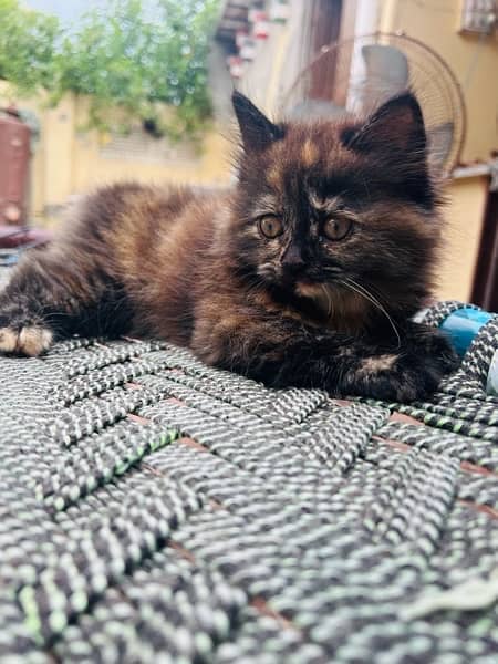 Persian female Kitten for sale 1