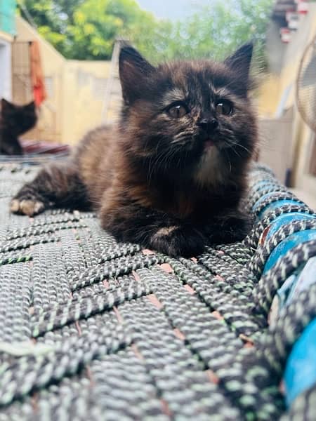 Persian female Kitten for sale 2