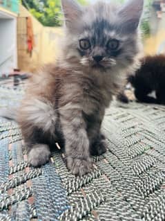 Persian male kitten for sale