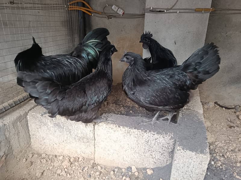 Fancy chicks Brahama,Polish, Heavy Buff, Sebright, Silkie 0300-8941001 2