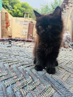 Persian Black Male kitten for sale 0