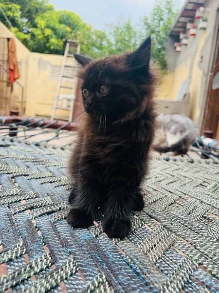 Persian Black Male kitten for sale 1