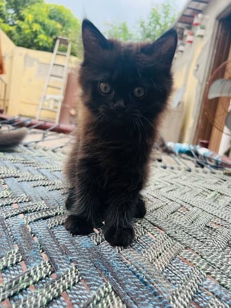 Persian Black Male kitten for sale 2