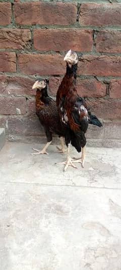 aseel chicks for sale