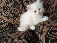 persion cat pairs for sale home breed