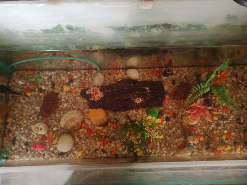 Aquarium for sale 8