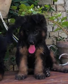 German shepherd puppies