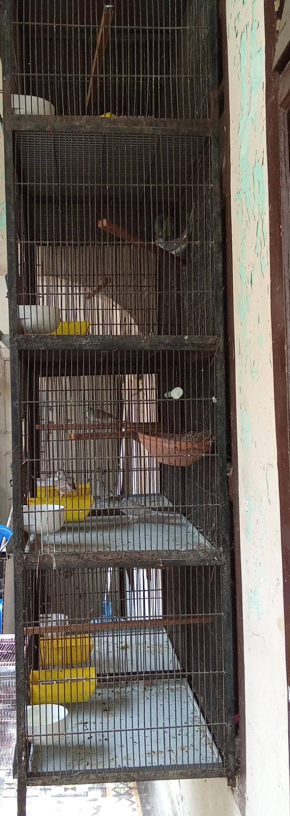 8 portion cage for bajri,lovebirds,finches,java,ringneck 03222425422 2