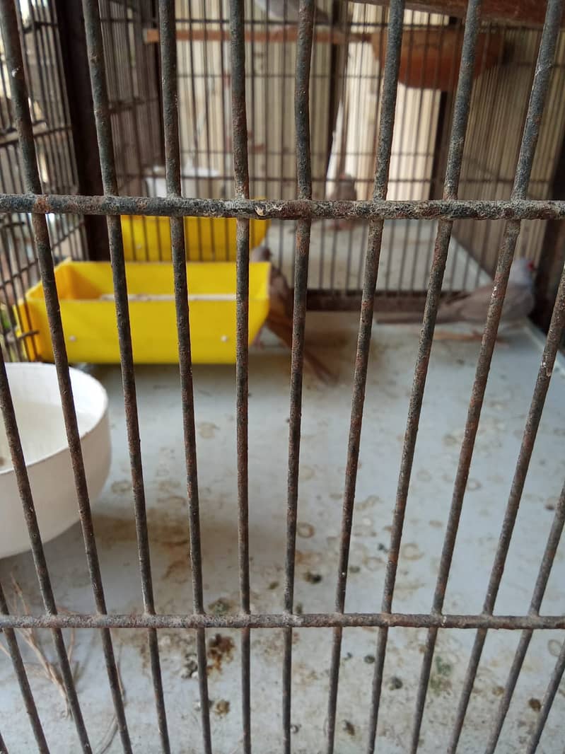 8 portion cage for bajri,lovebirds,finches,java,ringneck 03222425422 3