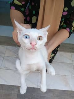 Khao manee odd eye cat for sale