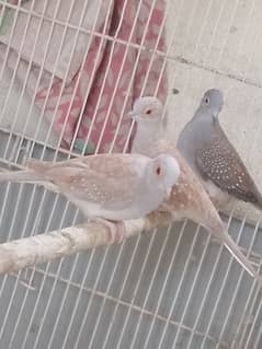 2 red dove breeder pair with 5 chicks of different ages