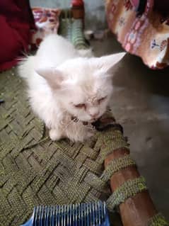 Persian cat for sale jis Bhai NY lyni ho rabta kru