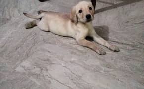 Labrador dog puppy(urgent sale)