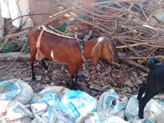 bakrid for sale 3pic