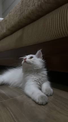 Beautiful Triple Coated White Persian- 2 months old, Male