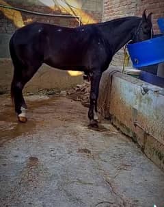 Mushka Horse FOR Sale munasib price