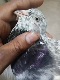 pigeon