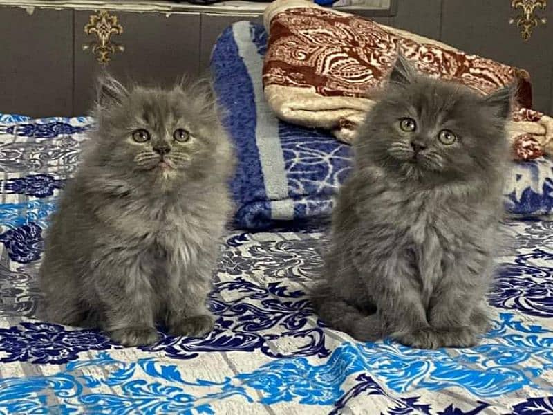 highest quality healthy persian kittens for sale Cash on delivery 14