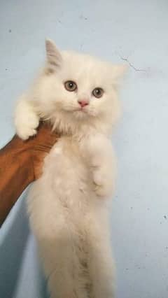 pure ragdoll kittens available punch face Cash on delivery