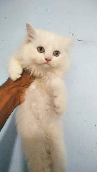 pure ragdoll kittens available punch face Cash on delivery 0