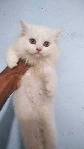 pure ragdoll kittens available punch face Cash on delivery 3