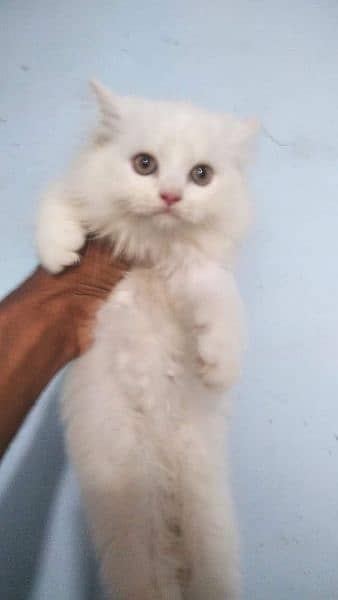 pure ragdoll kittens available punch face Cash on delivery 5