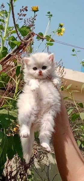 pure ragdoll kittens available punch face Cash on delivery 7