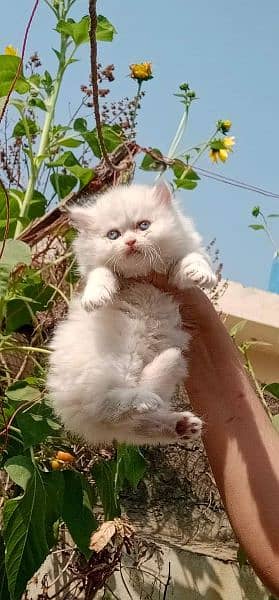 pure ragdoll kittens available punch face Cash on delivery 10