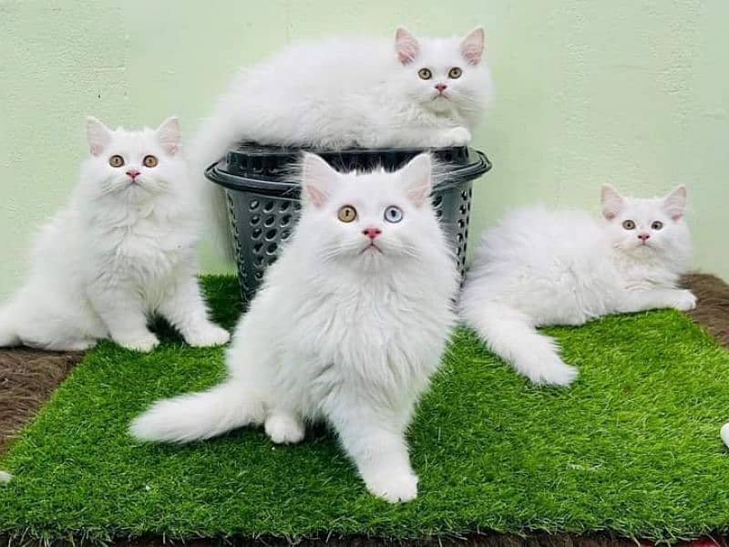 Pure persian high quality breed kuttens Cash on Delivery 0