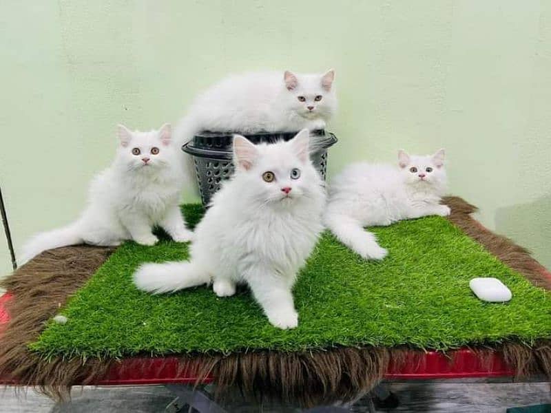 Pure persian high quality breed kuttens Cash on Delivery 1