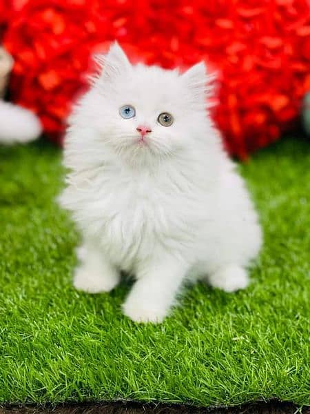 Pure persian high quality breed kuttens Cash on Delivery 3