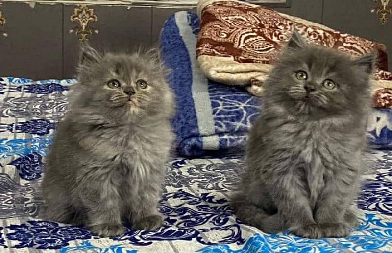 Pure persian high quality breed kuttens Cash on Delivery 8