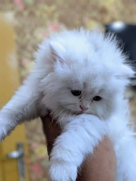 Pure persian high quality breed kuttens Cash on Delivery 15