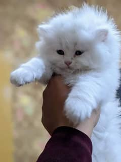 pure himalyan breed kittens high quality (CASH ON DELIVERY)